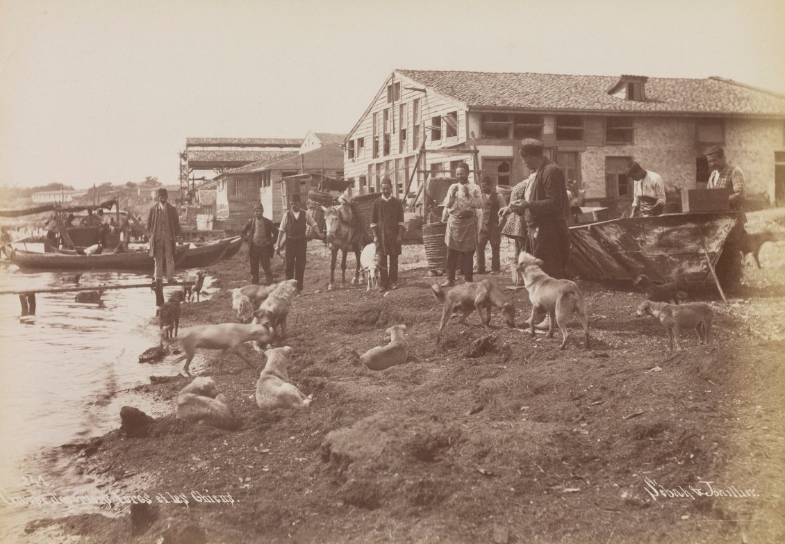 241. Groupe d'ouvriers turcs et les chiens. 1890s.