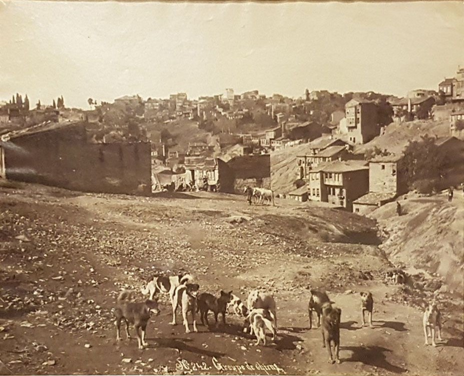 242. Groupe de chiens. 1890s.