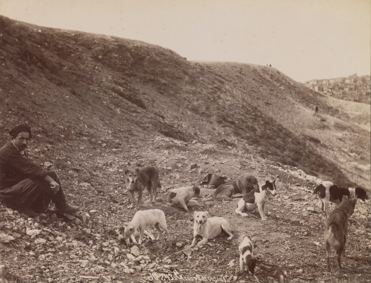 243. Groupe de chiens. 1880s.