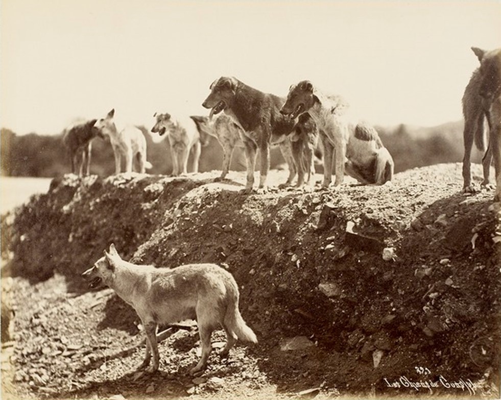 321. Les chiens de Constantinople. 1890s..