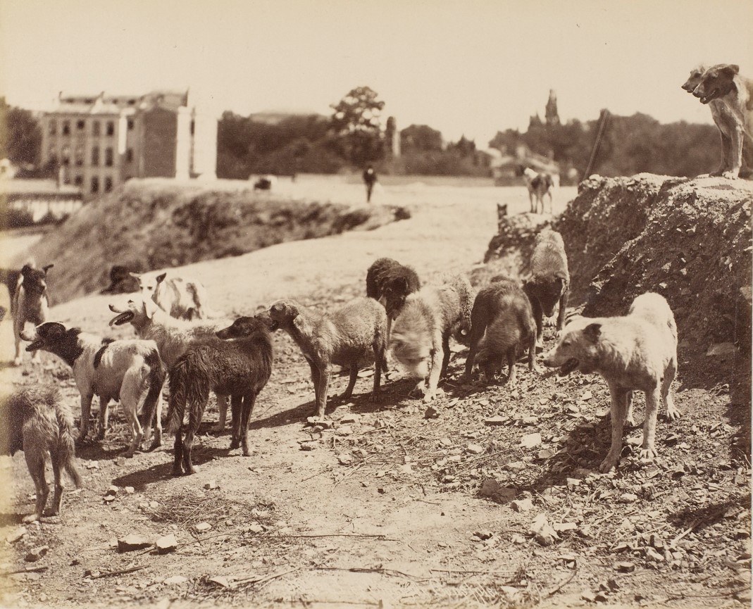 322. Les chiens de Constantinople. 1890s.