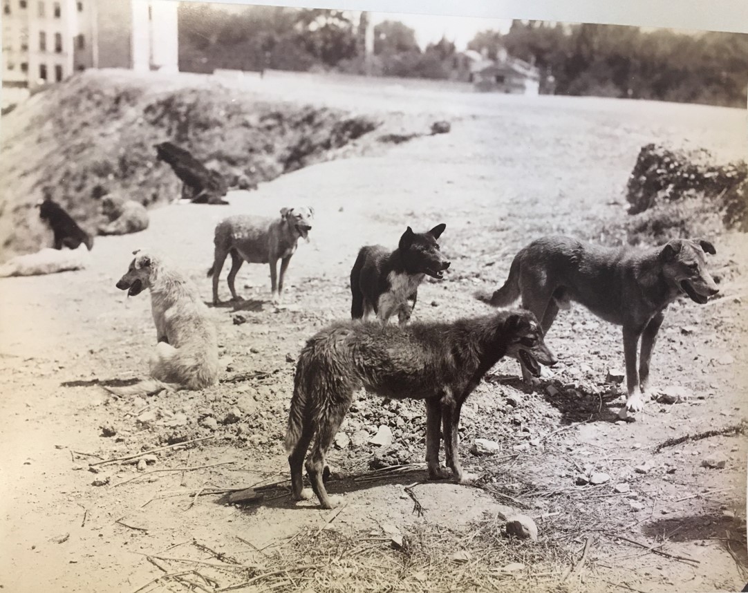 323. Les chiens de Constantinople. 1890s.