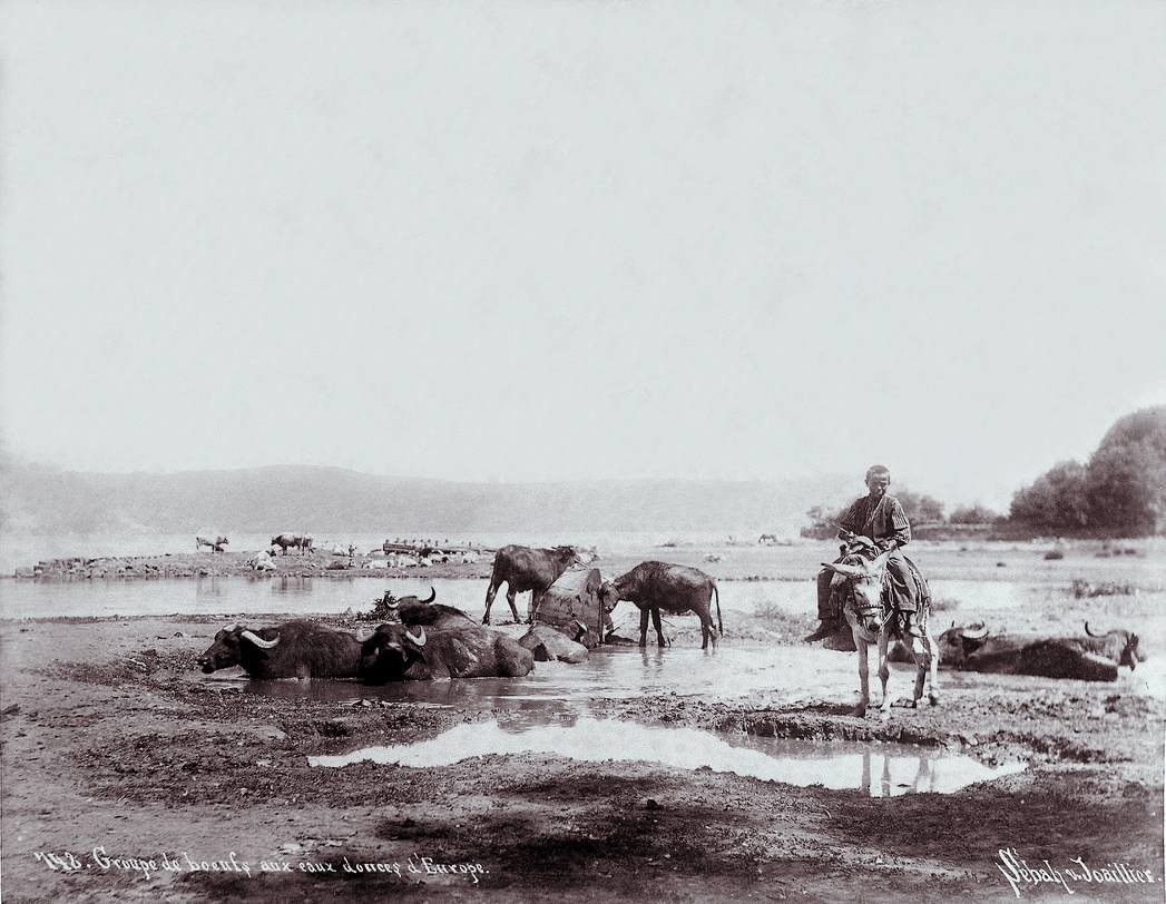 748. Groupe de boeufs aux Eaux douces d'Europe. 1895.